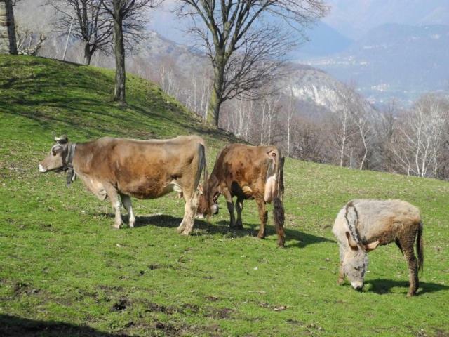 Agriturismo Piccolo Paradiso Pianello Del Lario Екстер'єр фото