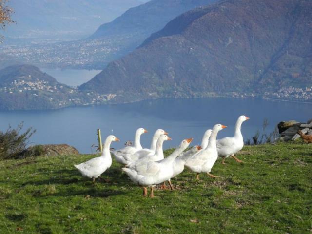 Agriturismo Piccolo Paradiso Pianello Del Lario Екстер'єр фото