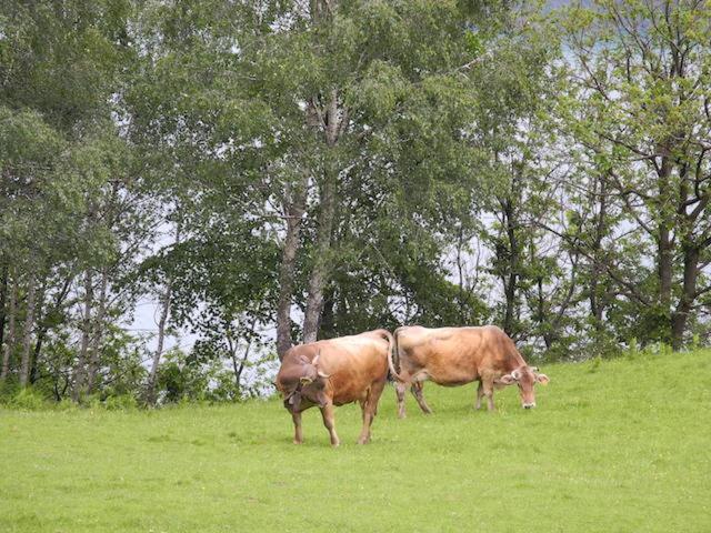 Agriturismo Piccolo Paradiso Pianello Del Lario Екстер'єр фото